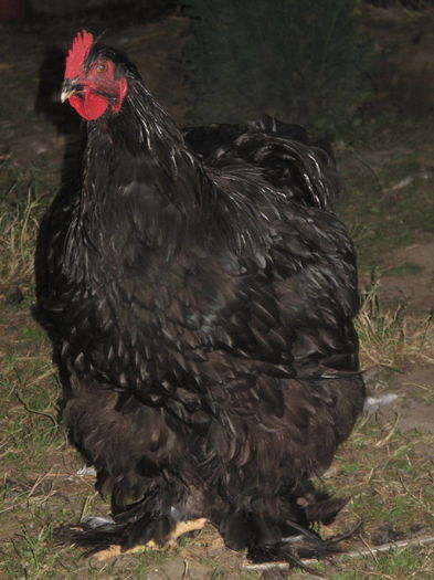negru cock