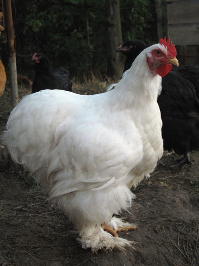 white cock .