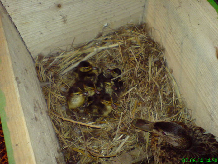 DSC03749 bobocei scorti perekea 2