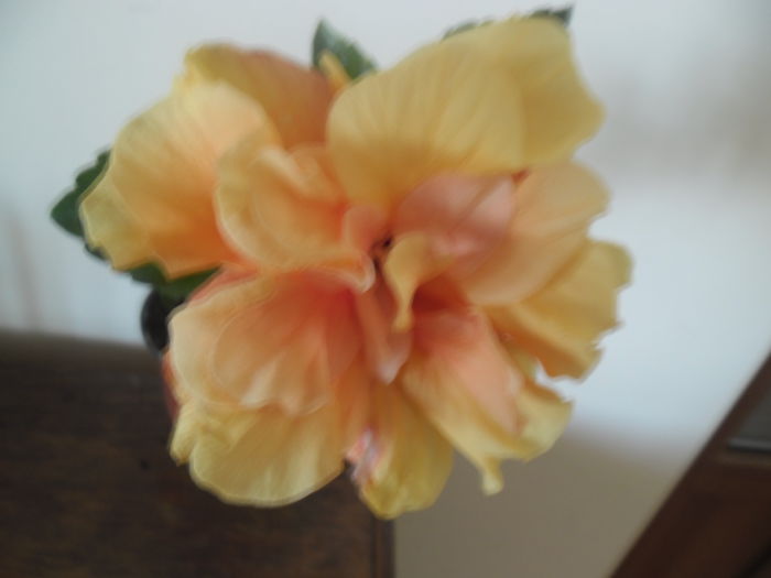 Clasic Apricot - Hibiscus 2014-1