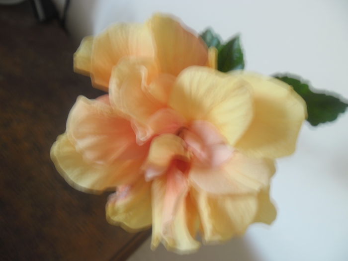 Clasic Apricot - Hibiscus 2014-1