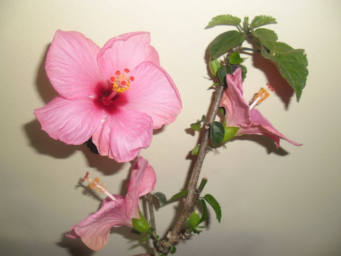 Adonicus Pink - Hibiscus 2014-1