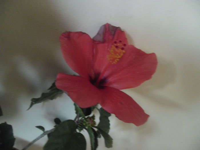 058 - Hibiscus 2014-1