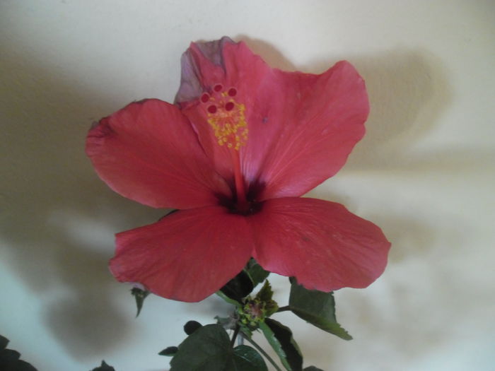 Cairo somon - Hibiscus 2014-1