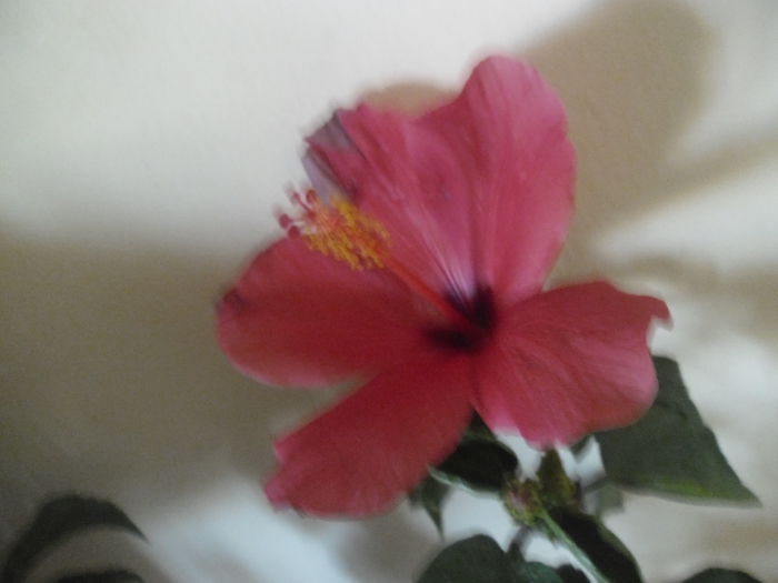  - Hibiscus 2014-1