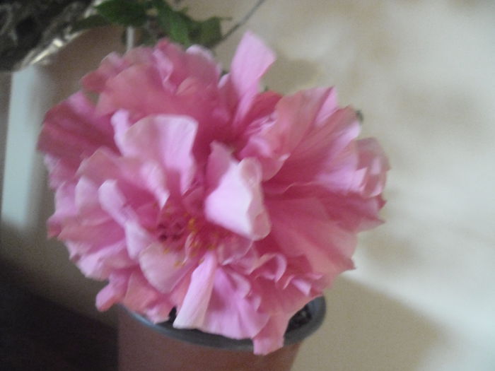 009 - Hibiscus 2014-1