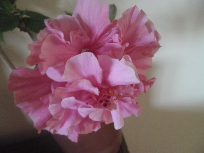 Kona - Hibiscus 2014-1