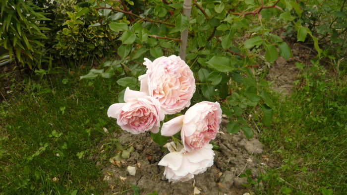 208 - engl Abraham darby