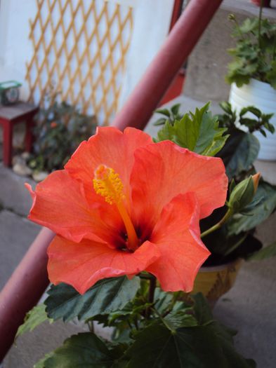 DSC08497 - Hibiscus