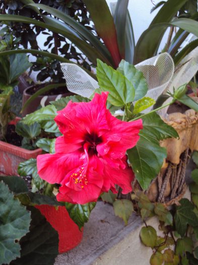 DSC08499 - Hibiscus