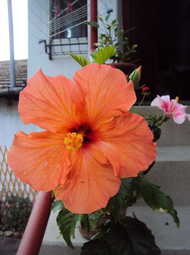 DSC08519 - Hibiscus