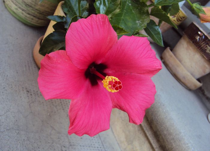 DSC08507 - Hibiscus
