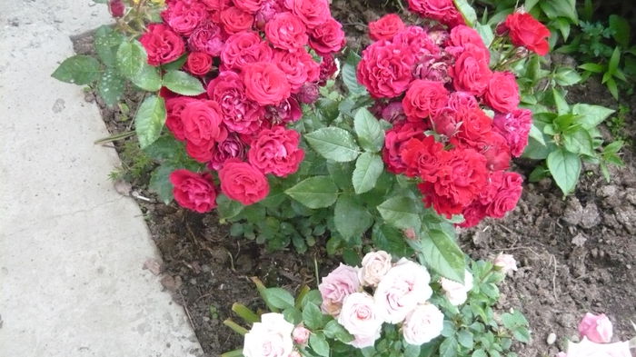 104 - Rose mini