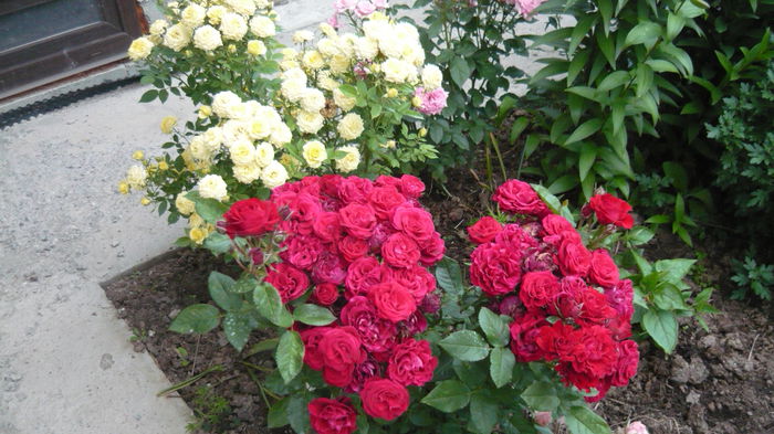 105 - Rose mini