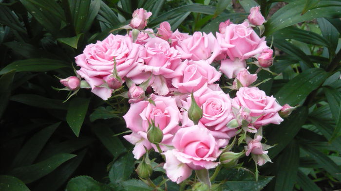 110 - Rose mini