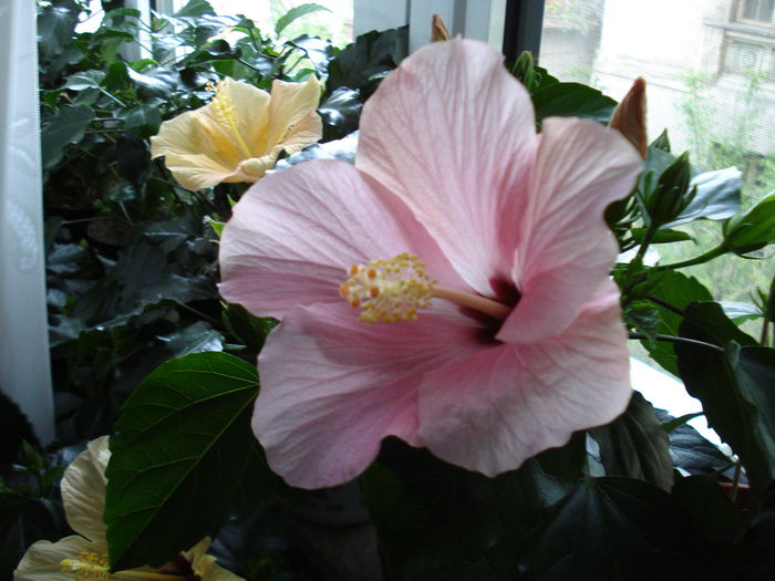 DSC00521 - hibiscusi