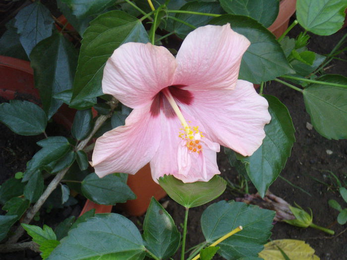 DSC01786 - hibiscusi