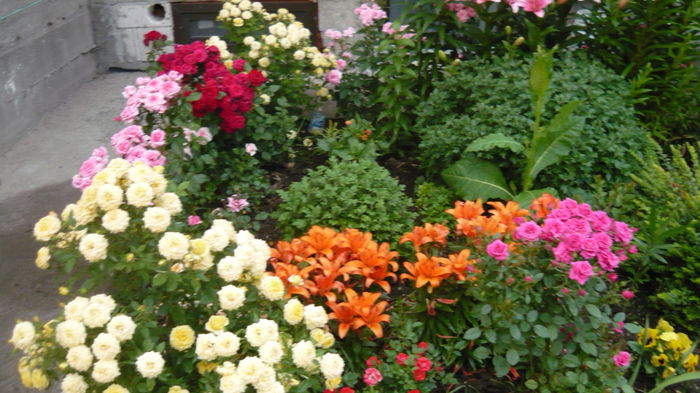 008 - Rose mini