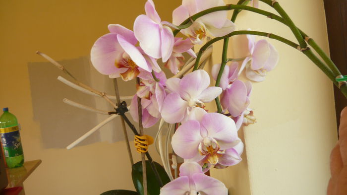 269 - 2014 flori