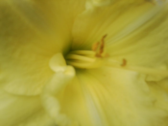 Fotografie1700 - hemerocallisi