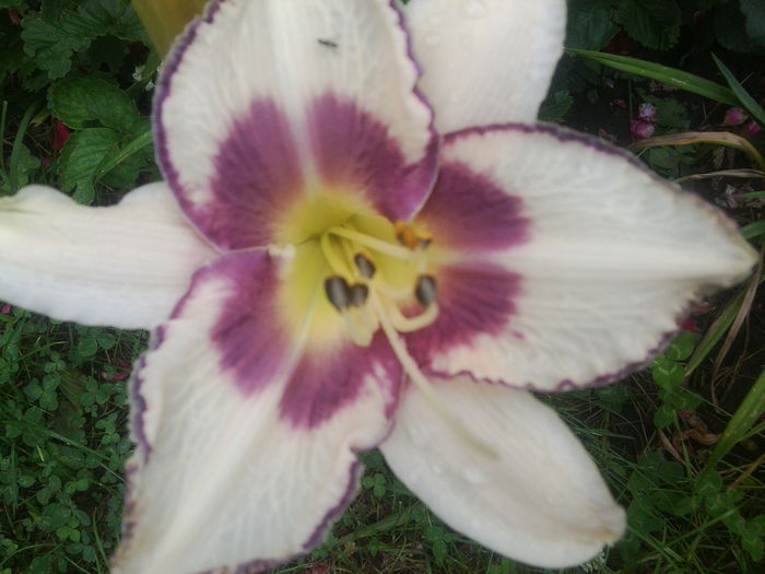 Fotografie1626 - hemerocallisi