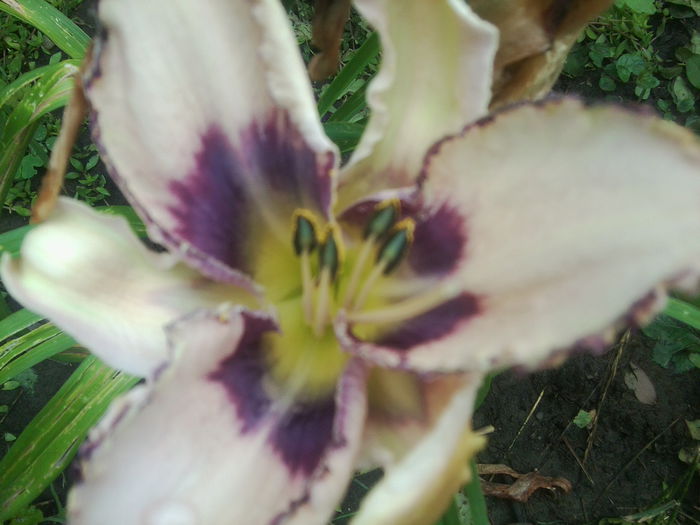 Fotografie1628 - hemerocallisi