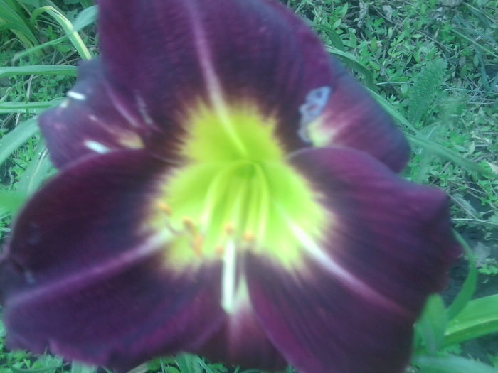 Fotografie1707 - hemerocallisi