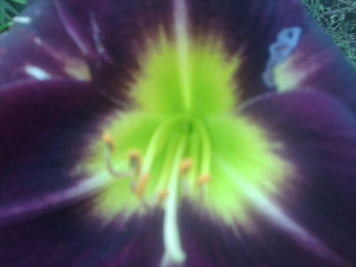 Fotografie1709 - hemerocallisi