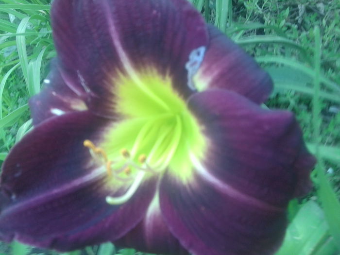 Fotografie1711 - hemerocallisi