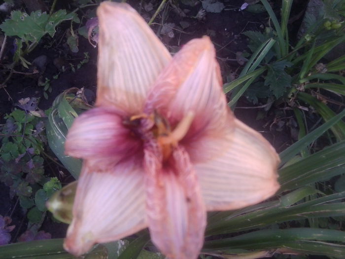 Fotografie1713 - hemerocallisi