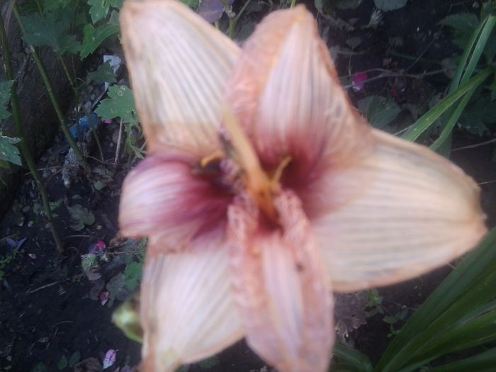 Fotografie1714 - hemerocallisi