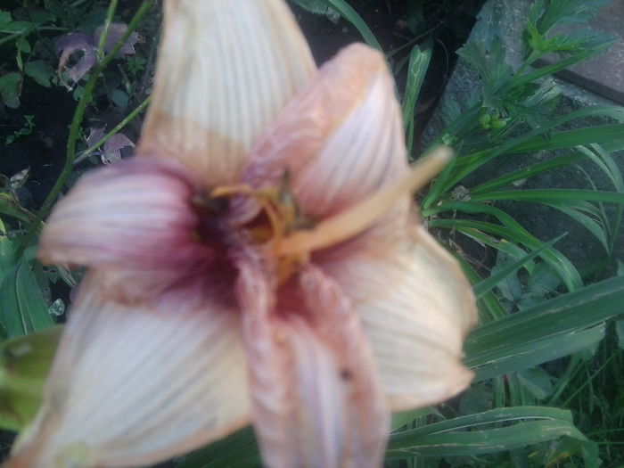 Fotografie1715 - hemerocallisi