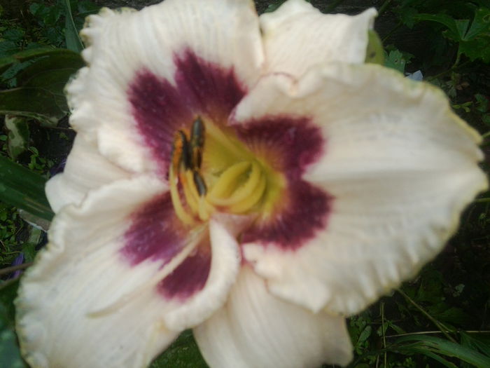 Fotografie1646 - hemerocallisi