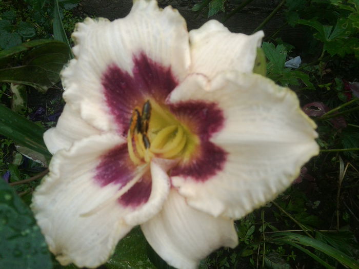 Fotografie1647 - hemerocallisi