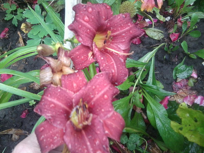 Fotografie1648 - hemerocallisi