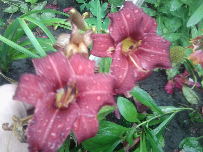 Fotografie1650 - hemerocallisi