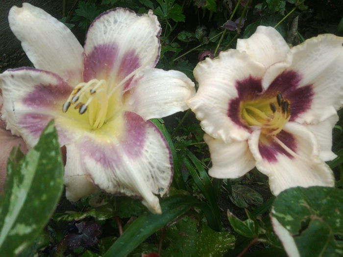 Fotografie1651 - hemerocallisi