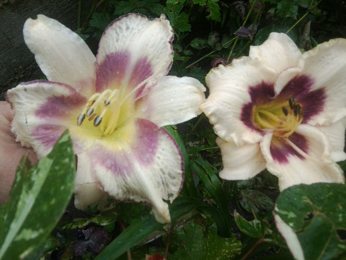 Fotografie1653 - hemerocallisi