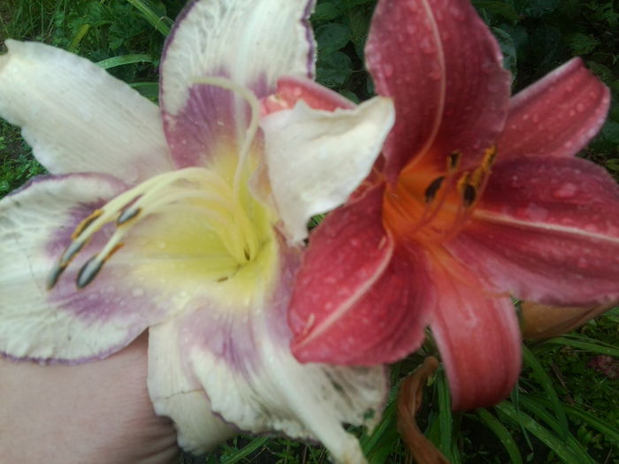 Fotografie1657 - hemerocallisi