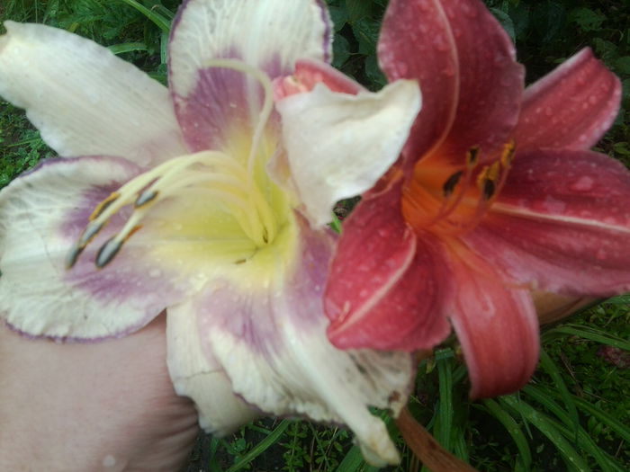 Fotografie1658 - hemerocallisi