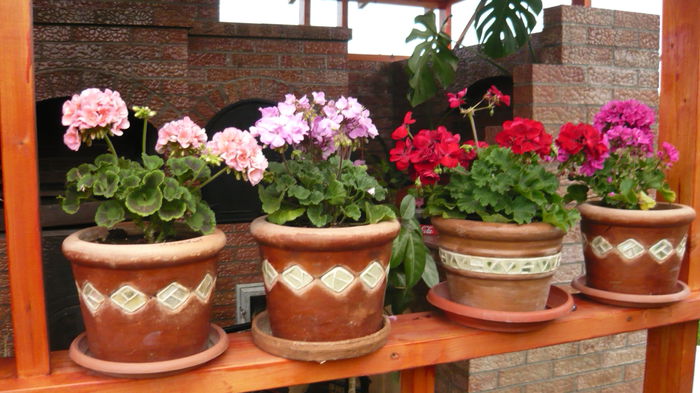 159 - 2014 flori