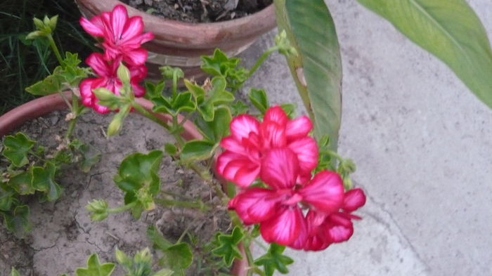 088 - 2014 flori