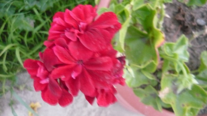 090 - 2014 flori