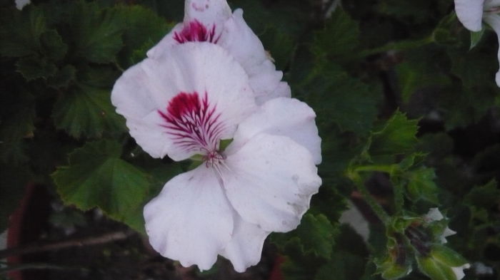 091 - 2014 flori
