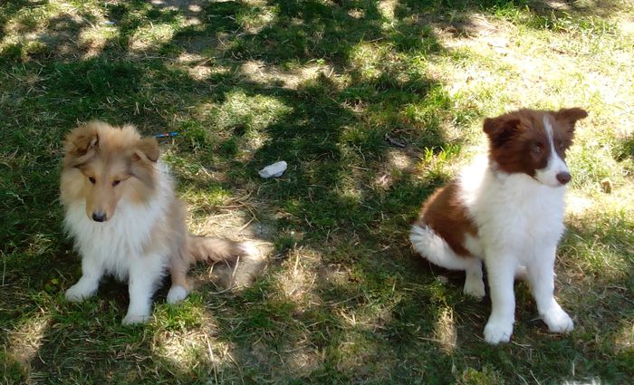 rough collie si border collie; 3 luni baieti
