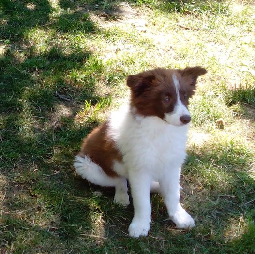 Border collie - Alti catei si animale