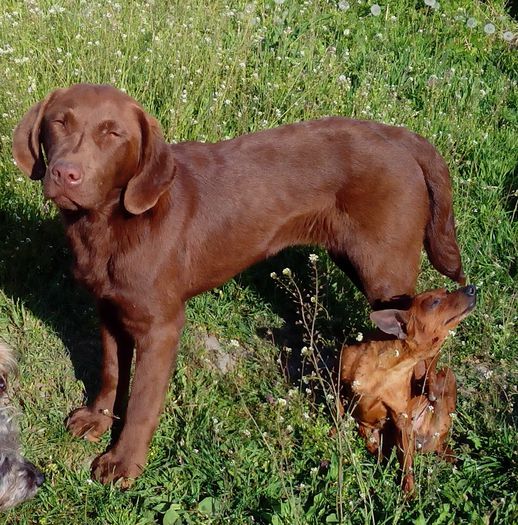 Labrador ciocolatiu; Zara si pincher Abba

