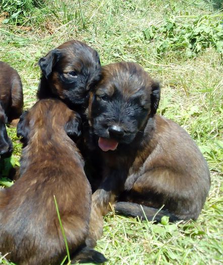 Briard Ciobanesc de Brie; catei 3 sapt suntem 11, 7 fete 4 baieti Mama Brava
