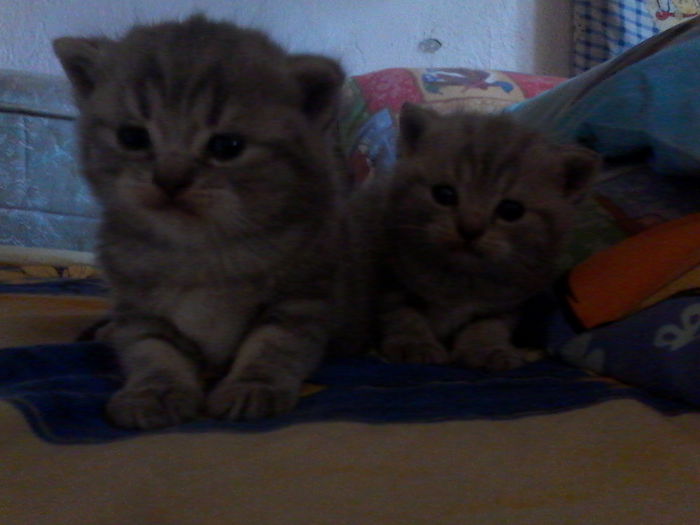 British shorthair; fetita si baiat 1 luna
