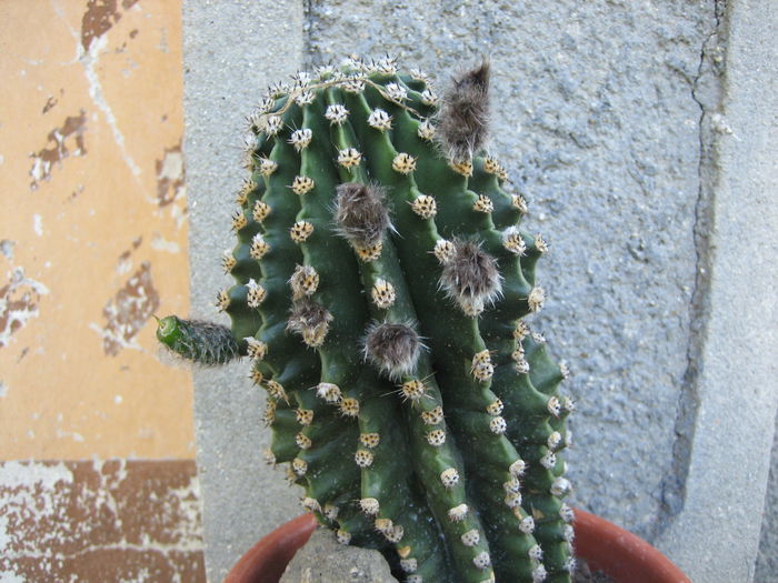 Picture 2032 - cactusi